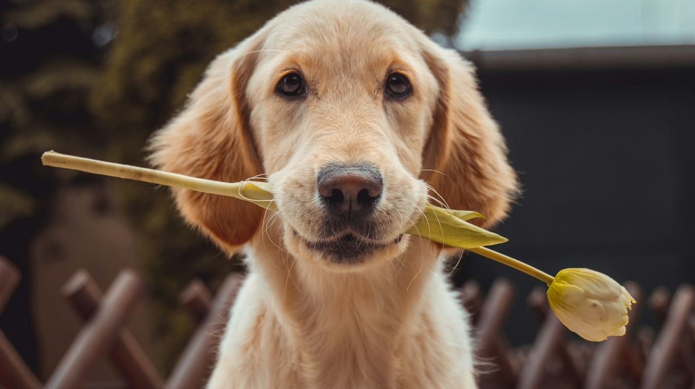 花をくわえた犬のイラスト